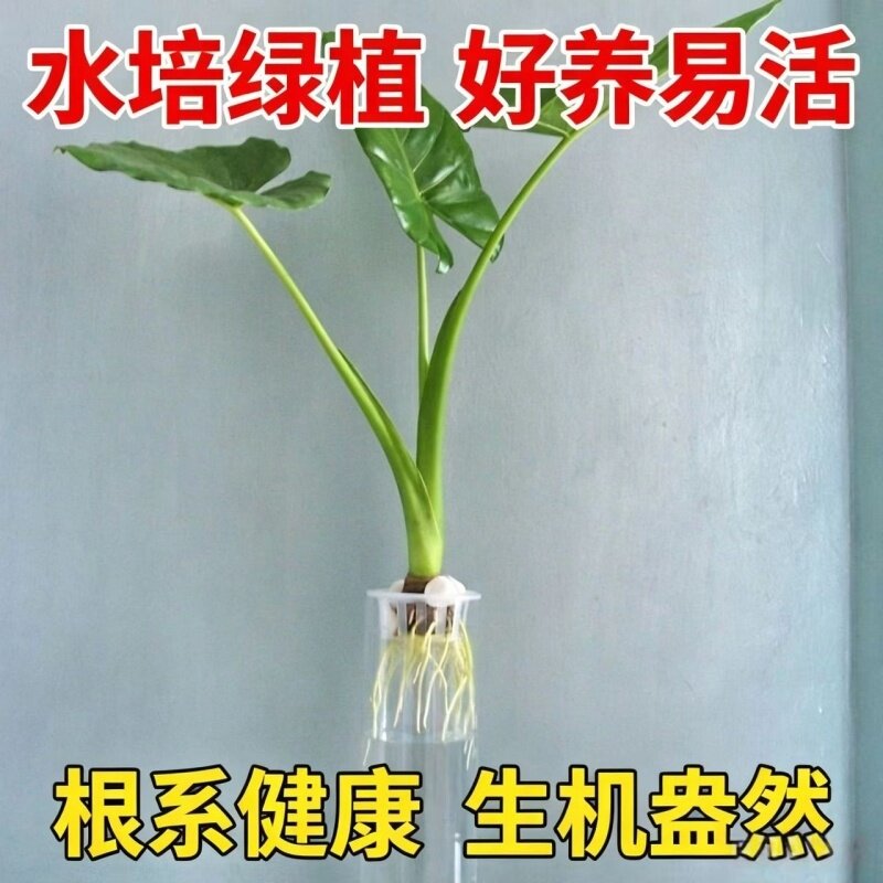 新中式水培芋头庭院盆栽鱼池水净化植物沼泽养龟青芋苗四季常青