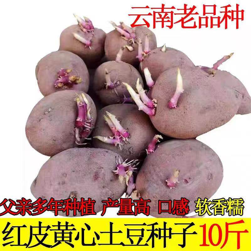 25年湖北恩施农家黄心老品种土豆种子洋芋马尔科马铃薯种包邮