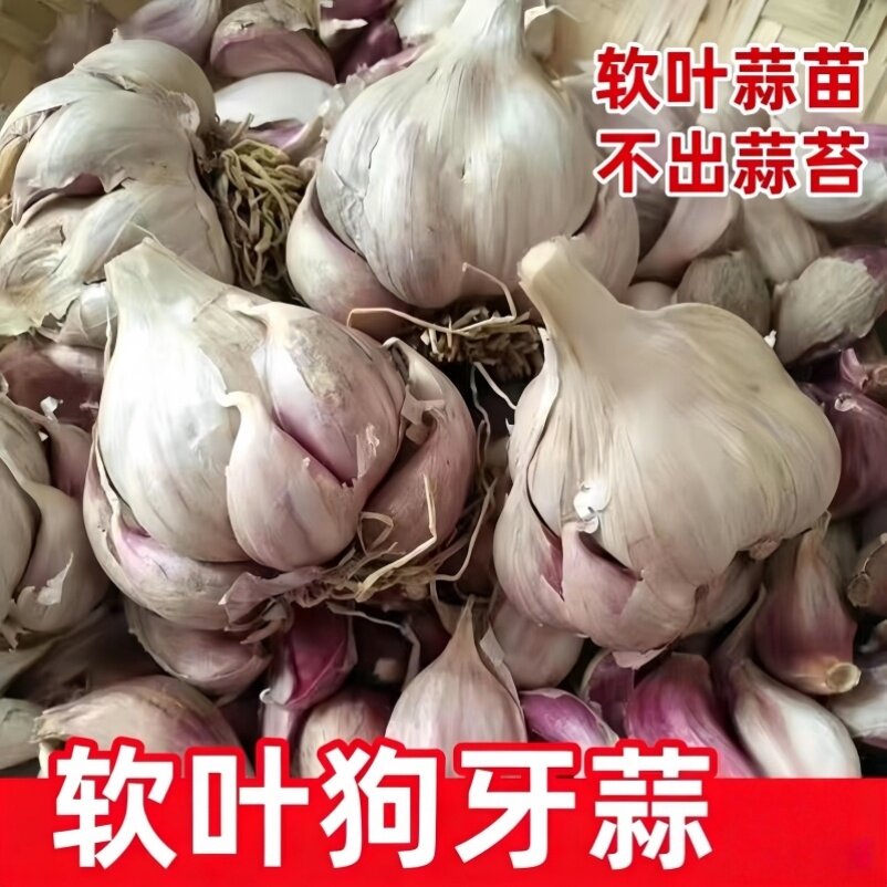 四川狗牙蒜当季新鲜干蒜紫皮红皮黄叶香辣多瓣香蒜老品种食用蒜