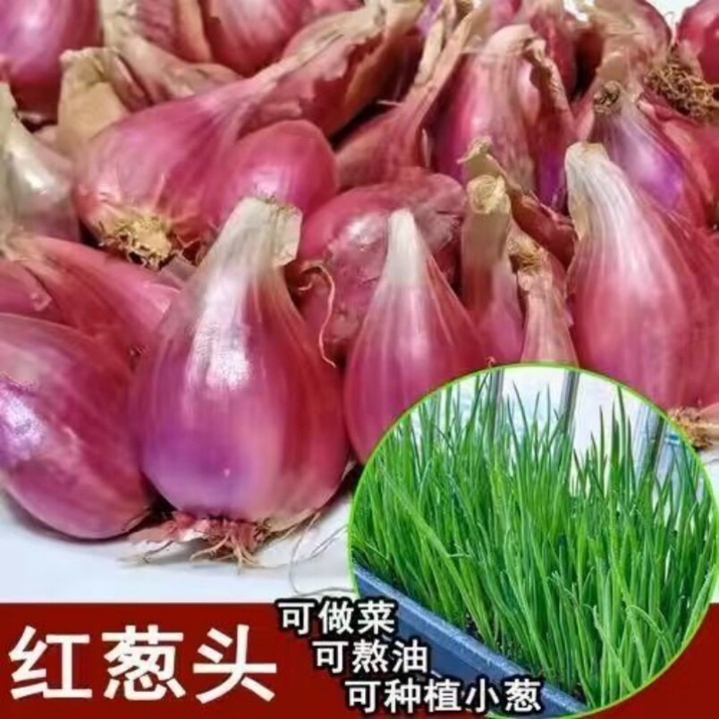 四川带芽红葱头种头四季小香葱种子阳台盆栽好养火葱头