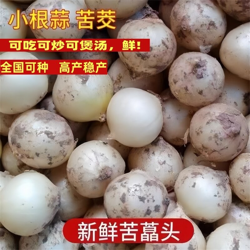 新鲜苦藠种子小根蒜团葱苦芥小蒜头茭野葱薤白直发包邮四川