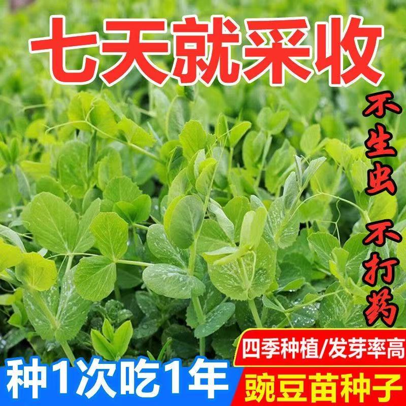 青豆麦寒雪毕麻累荷兰豆回鹘豆无须豌豆尖苗龙米四季蔬菜