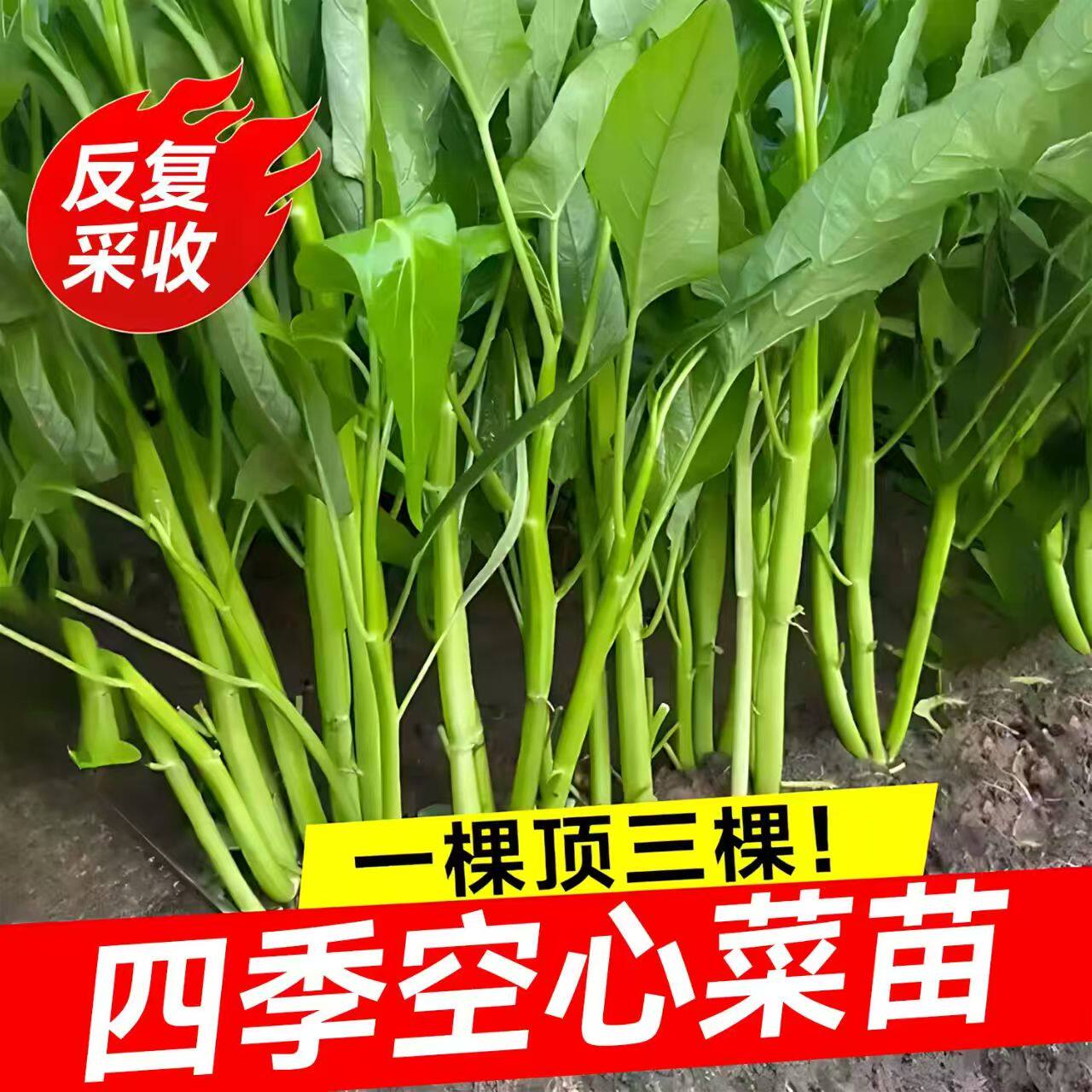 空心菜苗三叉四季带土大叶庭院种植易活新鲜蔬菜苗包邮