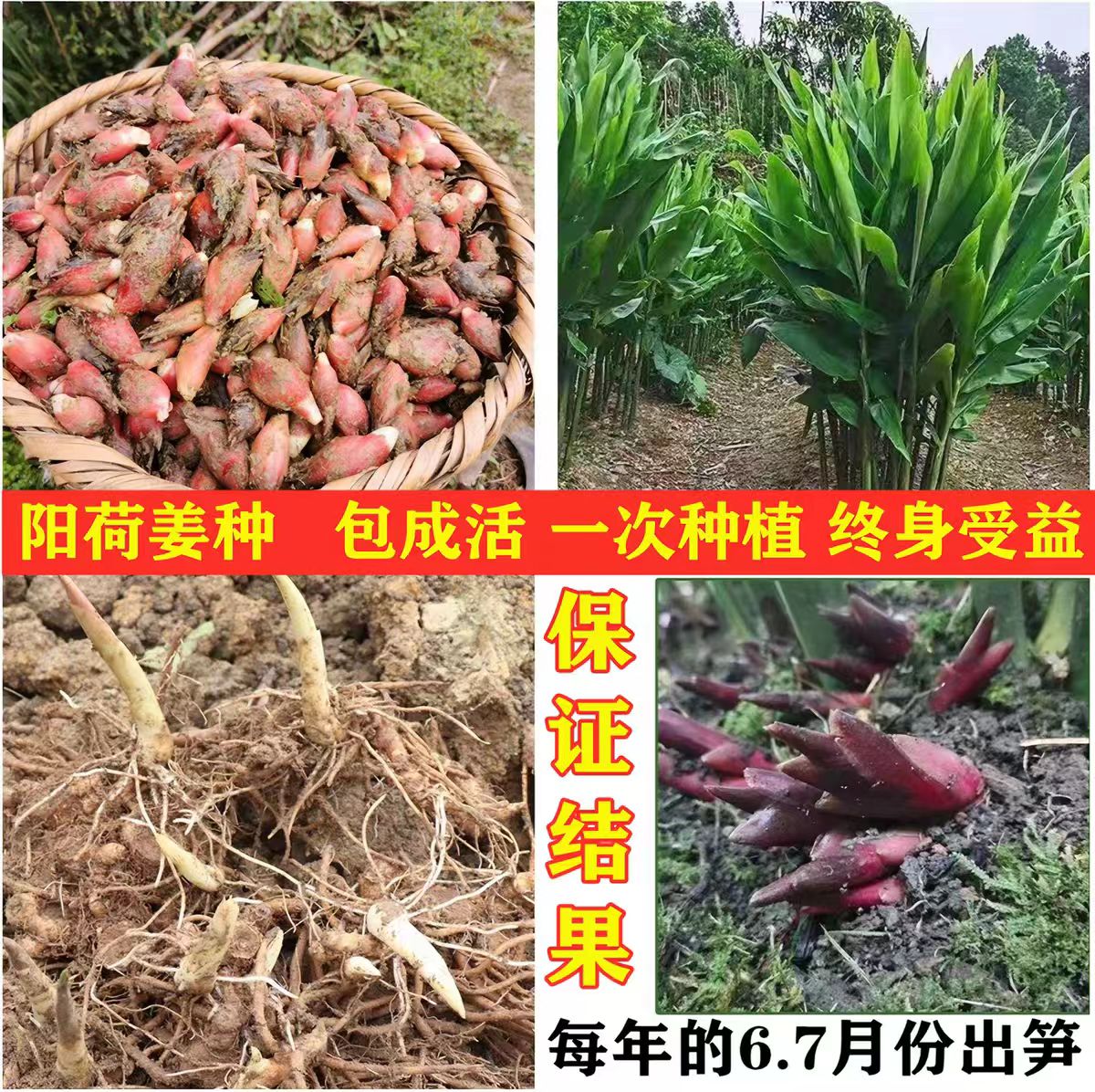 高产红阳荷种苗现挖新鲜野姜种根包成活易管理规模化种植农家自卖