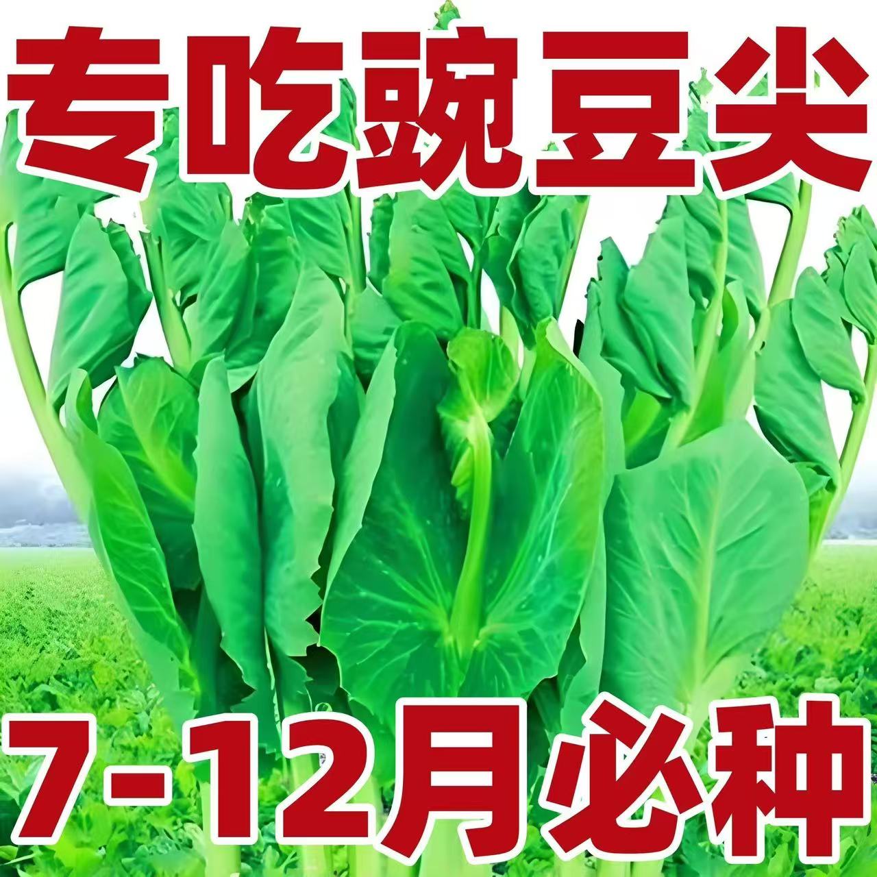 四川无须豌豆苗四季秋季菜园阳台盆栽蔬菜孑青菜籽四季豌
