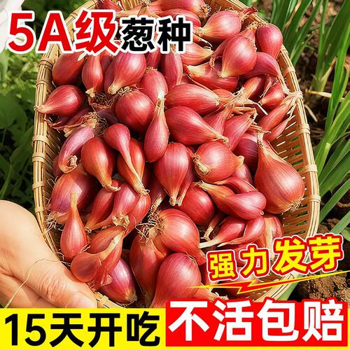 .新鲜正宗便宜实惠四季农家红葱头可吃可种蔬菜种子