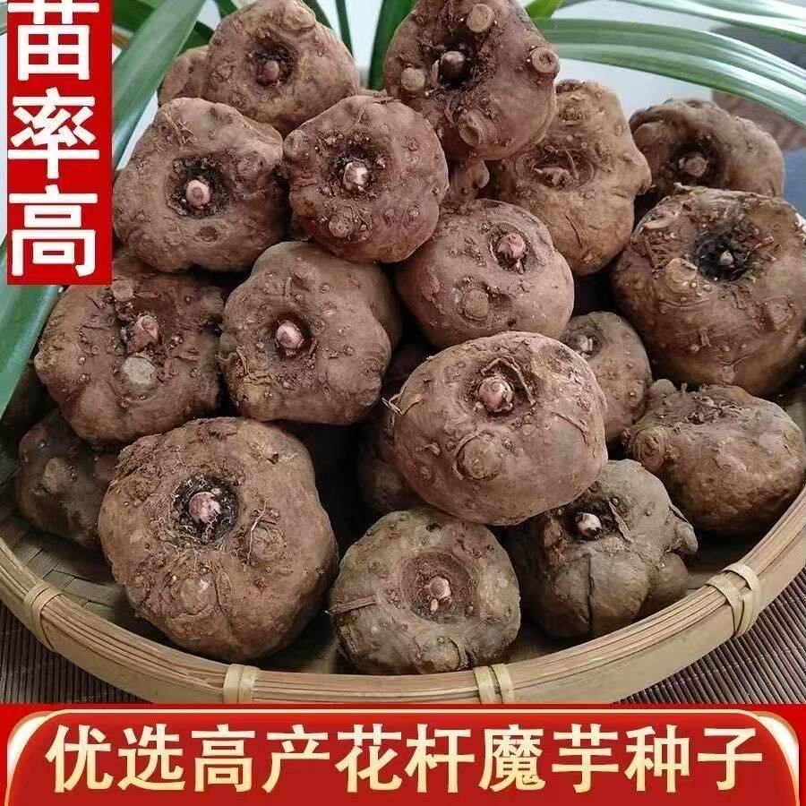 二代花魔芋种子黑杆高产魔芋种球云南基地直供脱水消毒易种植