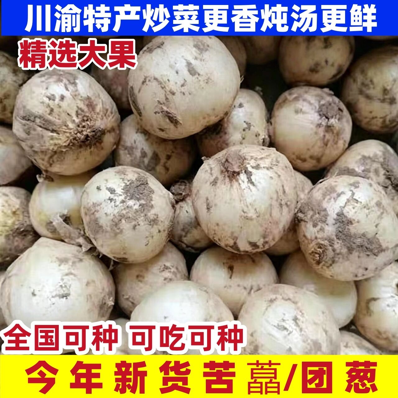 苦藠团葱种子小根蒜野葱头苦茭小蒜薤白团蒜圆蒜九母子蒜种