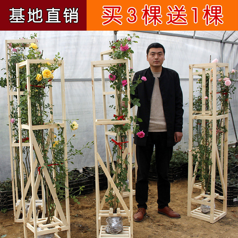 藤本月季别墅爬墙拱门蔷薇花苗