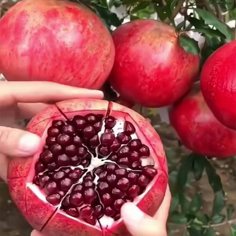 突尼斯软籽黑石榴蒙自石榴树树苗特大果树盆栽地栽庭院当年结果苗