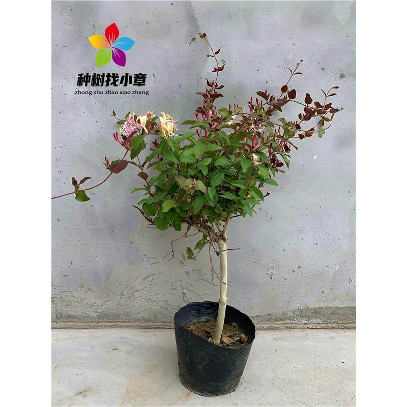 金银花树苗庭院浓香耐寒爬藤绿化风景植物红金银花老桩盆栽可食用,鲜花速递/花卉仿真/绿植园艺,行道树/乔木,淘宝优惠券,粉丝福利购,淘宝优惠卷