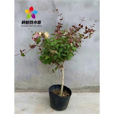 金银花树苗庭院浓香耐寒爬藤绿化风景植物红金银花老桩盆栽可食用