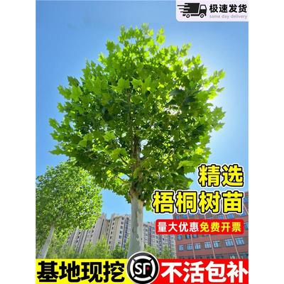 梧桐树苗法桐南北方种植庭院别墅景观树园林绿化苗木青桐好养易活