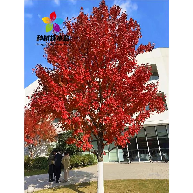 美国红枫树苗庭院行道大型耐寒彩叶风景树红点红冠秋火焰北美红枫