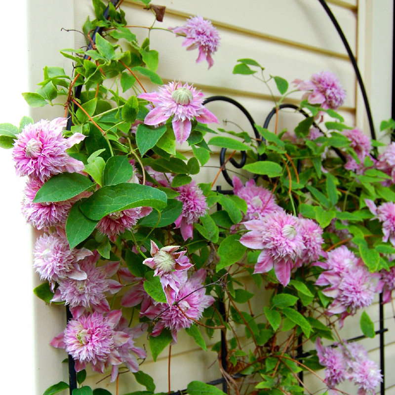 约瑟芬铁线莲花苗盆栽阳台爬藤垂吊花卉植物粉色大花重瓣勤花品种