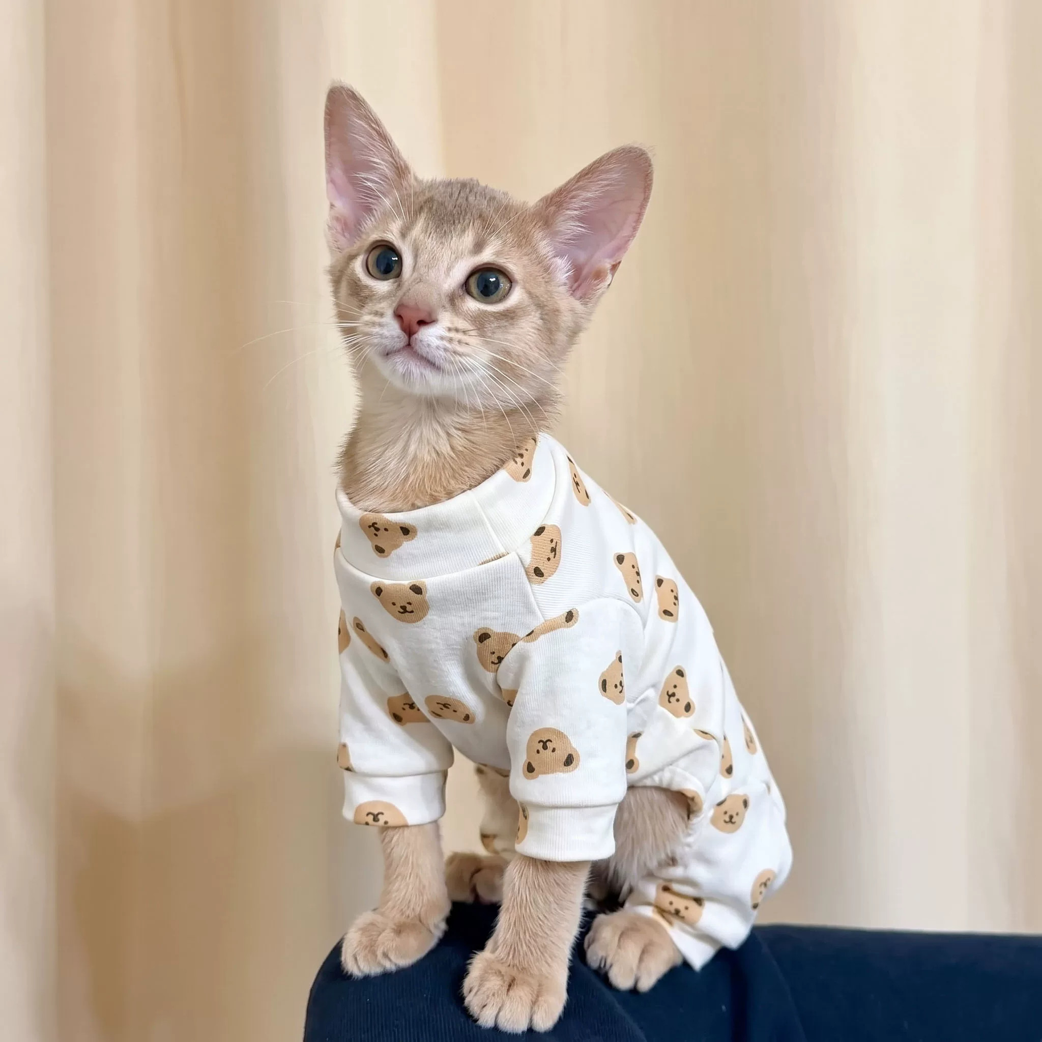 猫咪衣服秋冬德文无毛猫四脚衣