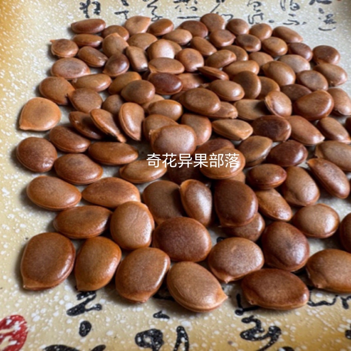 野生高山油柿核原籽天然散籽手串挂饰柿柿如意玉品核雕原料20粒