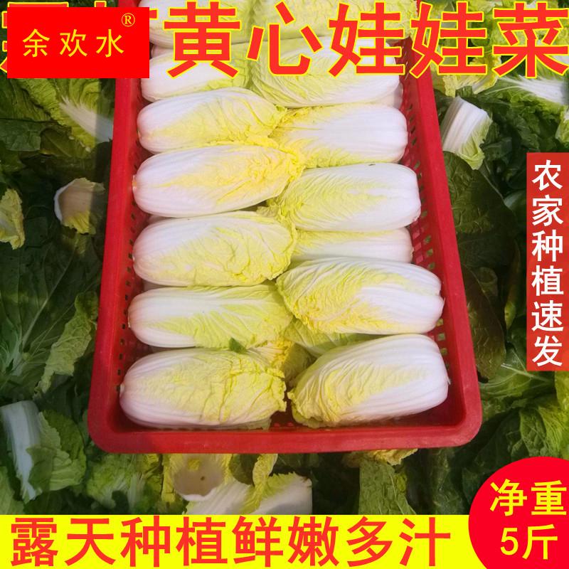 农家自种娃娃菜新鲜青菜时令蔬菜5斤河南露天黄心大火锅菜小白菜