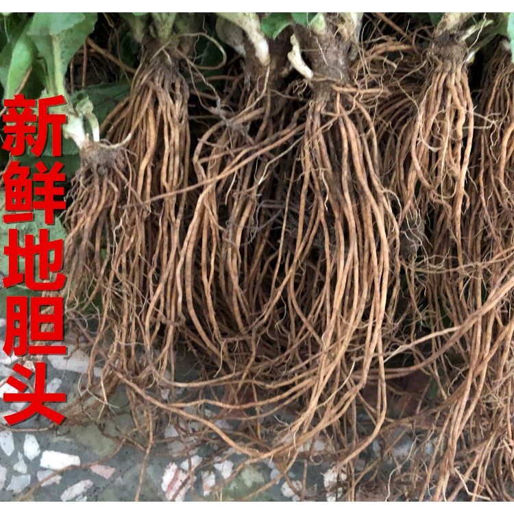 中药材新鲜地胆草地胆头地斩头苦地胆坐地娘丁茄夫苦胆草中草药