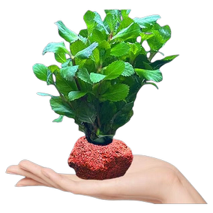 鱼缸水草植物真草造景阴性水榕蜈蚣绿菊冒泡净水培菌新手装饰套餐