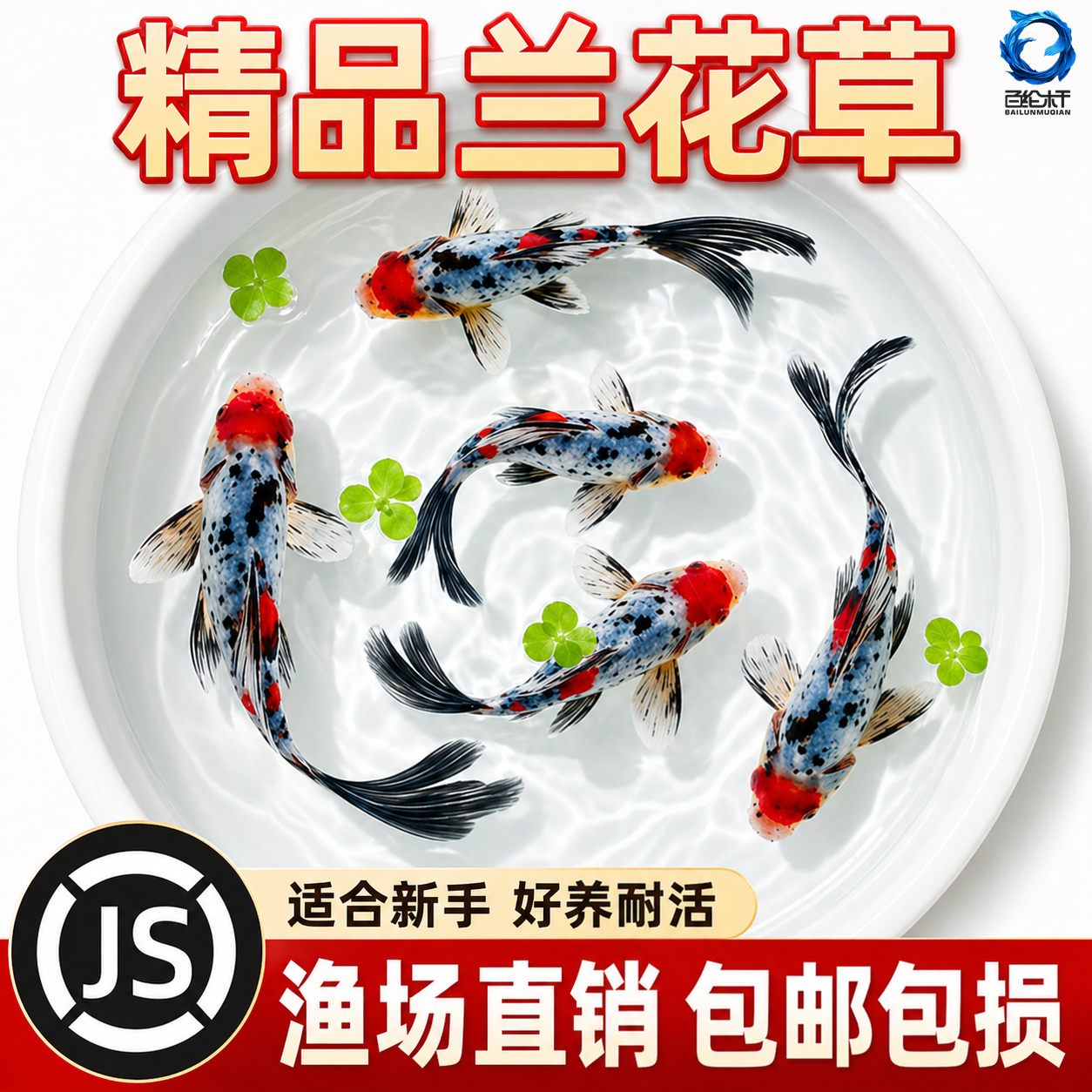 兰花草金鱼冷水鱼鱼缸易存活观赏鱼淡水鱼自来水可养纯种鱼苗