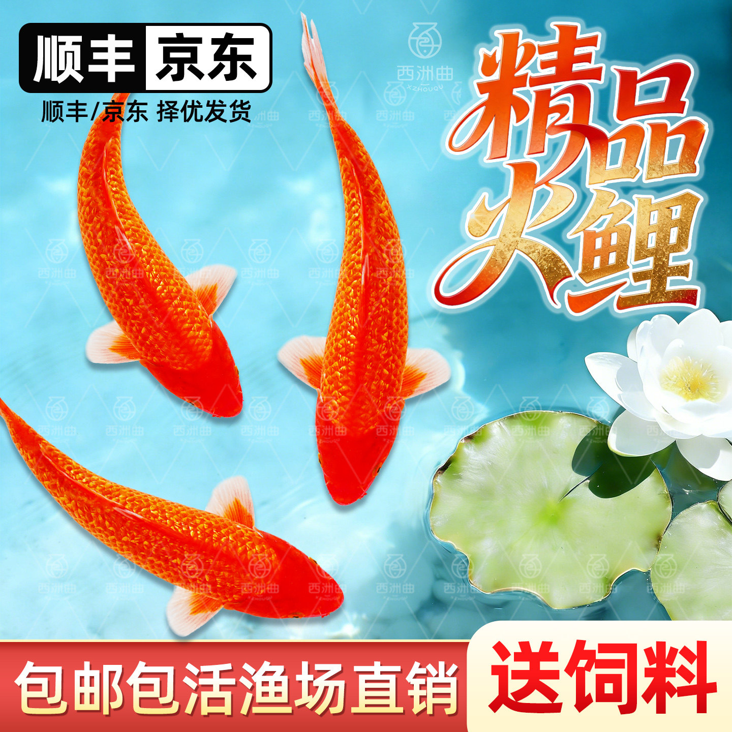 精品火鲤新手好养耐活红鲤鱼观赏鱼活鱼包邮包活渔场直销送饲料