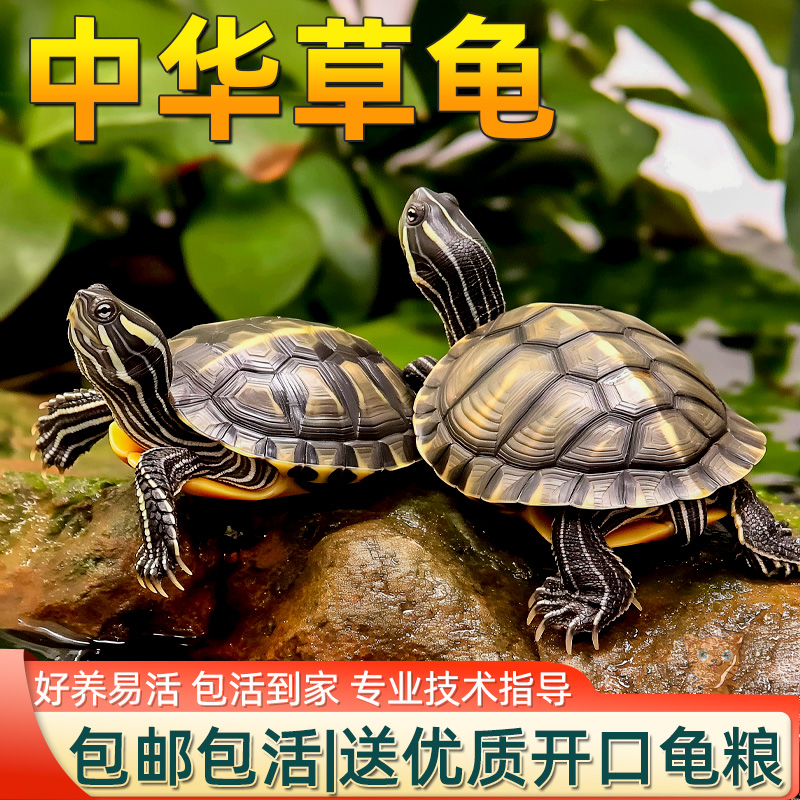 中华草龟小乌龟活体幼苗