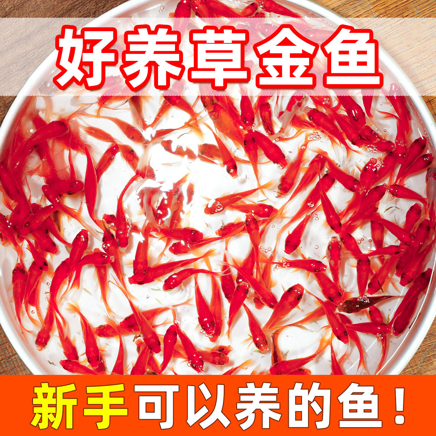 金鱼观赏鱼草金鱼纯种鱼苗冷水鱼鱼缸淡水鱼好养耐活闯缸饲料鱼