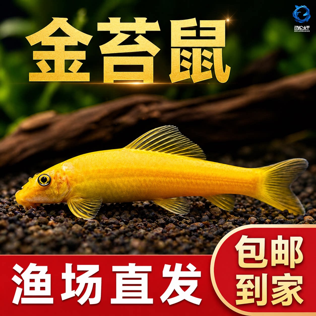 金苔鼠观赏鱼清道夫小型热带斑马鱼除藻工具淡水清洁粪便孔雀鱼