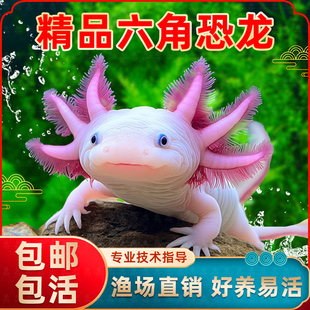 六角恐龙鱼冷水淡水鱼好养耐活美蝾螈水族六角活体两栖动物宠物鱼
