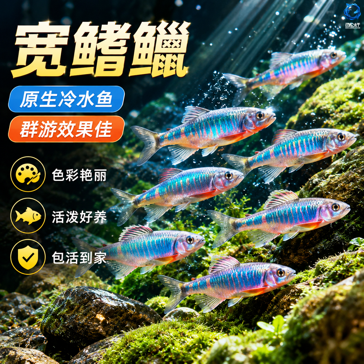 宽鳍鱲活体鱼苗观赏冷水淡水鱼原生鱼易活长鳍鱲马口桃花溪流鱼
