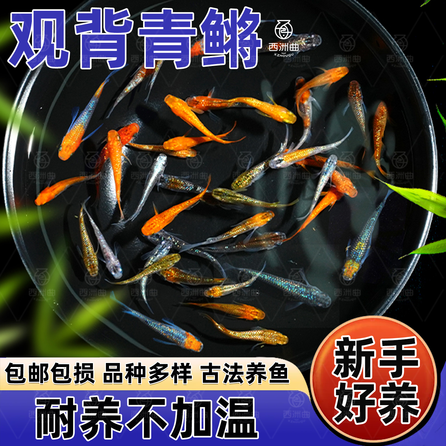 观背青鳉观赏鱼魔法鱼冷水鱼小型锦鲤金鱼淡水鱼苗不打氧好养活体