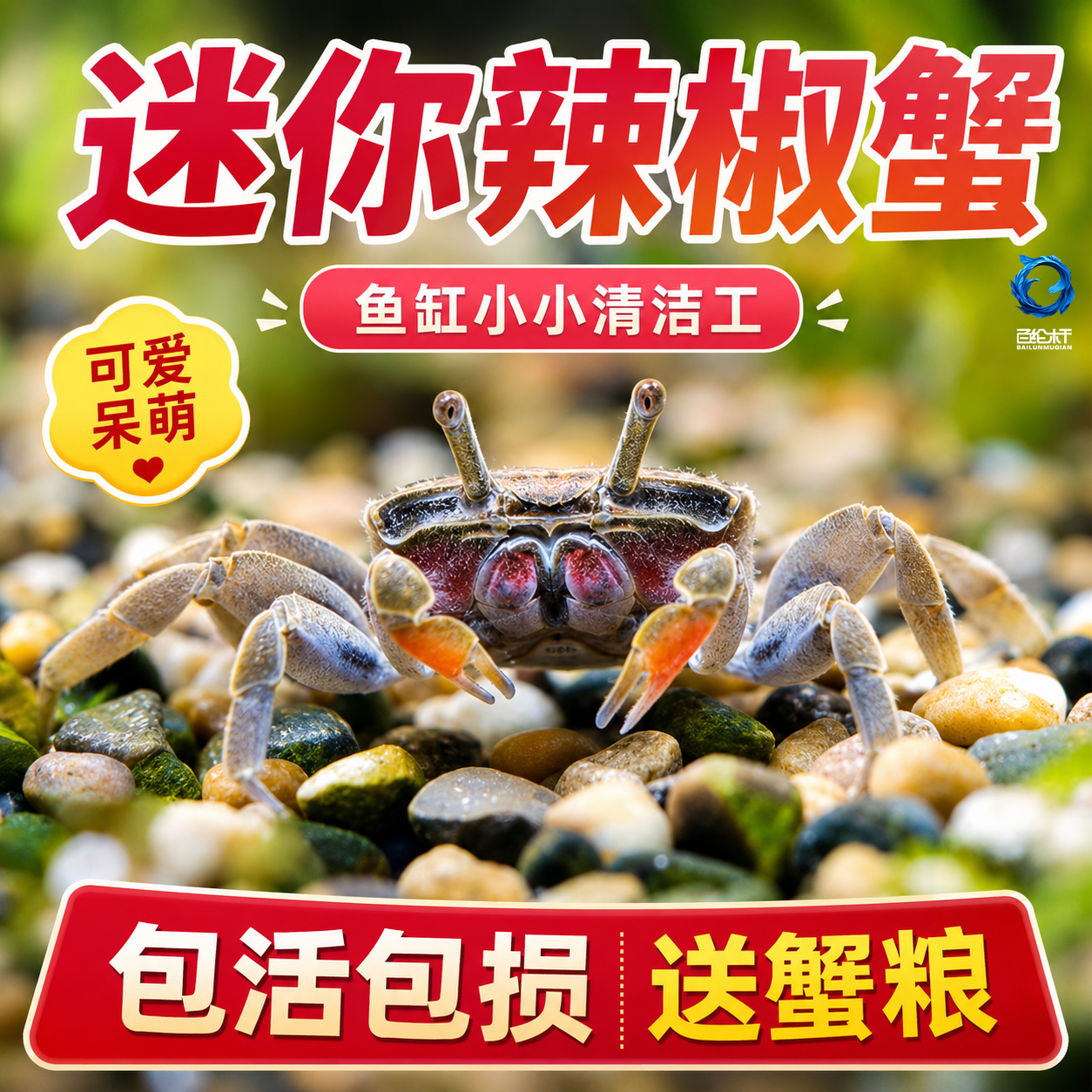 迷你蟹辣椒蟹宠物鱼缸观赏蟹淡水活体草缸可深水养殖小螃蟹除藻蟹