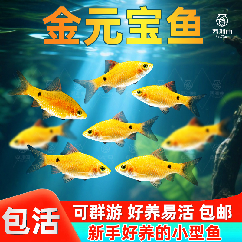 金元宝鱼小型观赏鱼元宝鱼冷水鱼好养易活群游包邮新手推荐淡水鱼