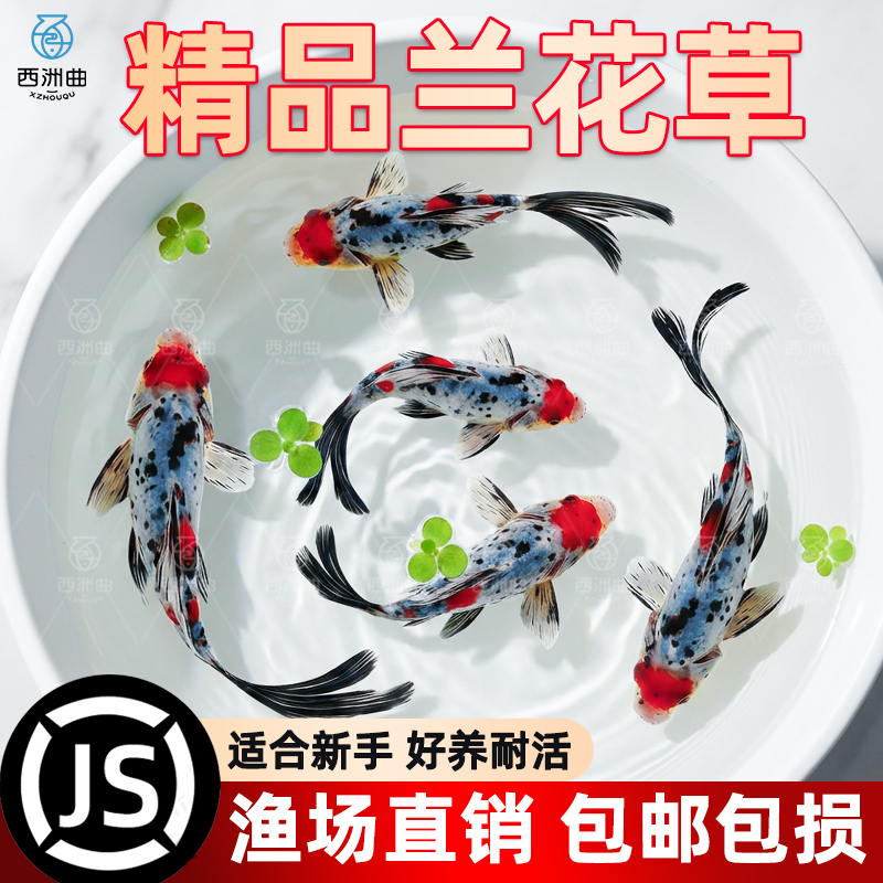 兰花草金鱼冷水鱼鱼缸易存活观赏鱼淡水鱼自来水可养纯种鱼苗