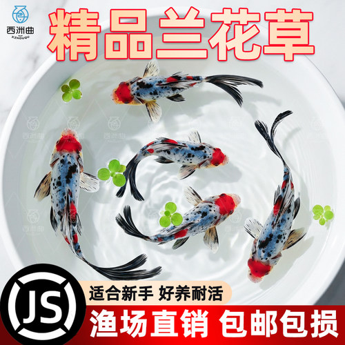 兰花草金鱼冷水鱼观赏鱼鱼缸易存活淡水鱼自来水可养纯种小鱼苗