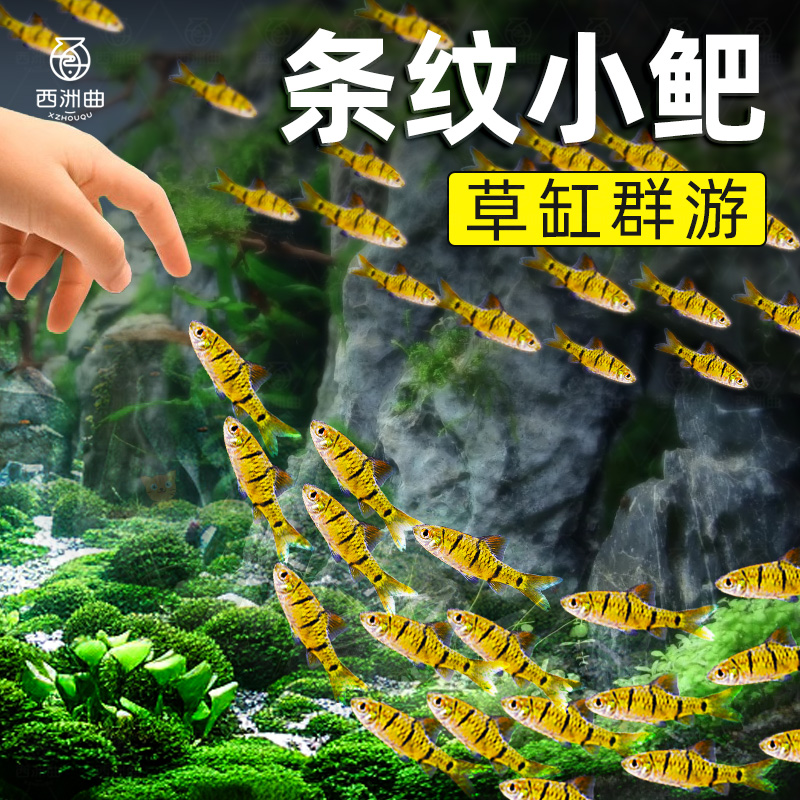 原生态冷水鱼条纹小鲃活体淡溪二