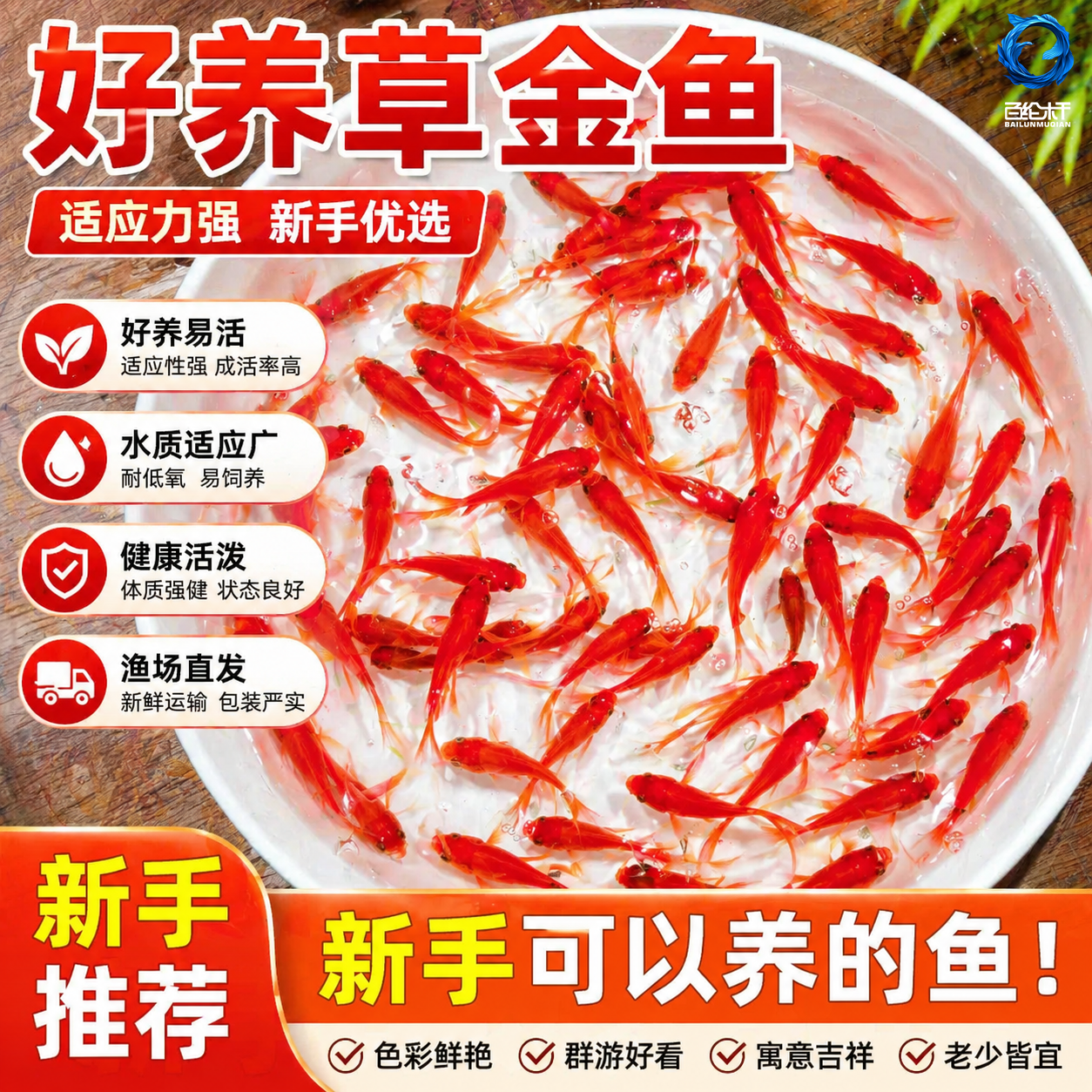 金鱼观赏鱼草金鱼纯种鱼苗冷水鱼鱼缸淡水鱼好养耐活闯缸饲料鱼