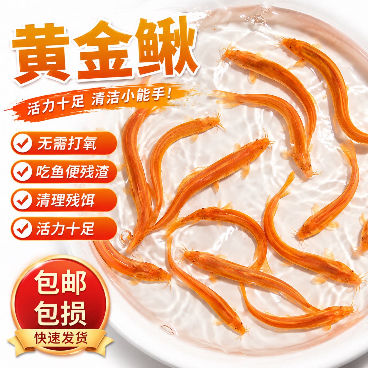 黄金泥鳅观赏鱼清道夫大号黄金鳅清洁工具鱼冷水淡水好养耐活鱼苗