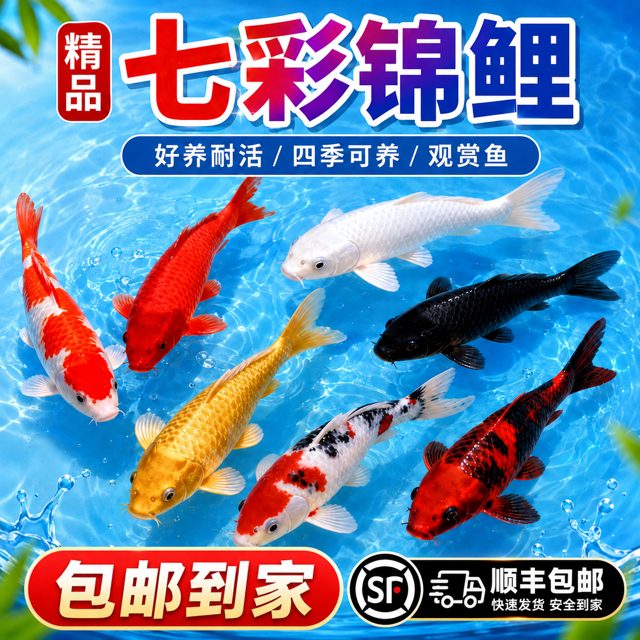 锦鲤鱼观赏鱼冷水鱼易存活小鱼苗淡水鱼缸好养草金冷水鱼纯种鱼苗