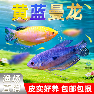 曼龙鱼热带观赏鱼黄曼龙蓝曼龙五彩血丽丽珍珠马甲球活小型淡水鱼