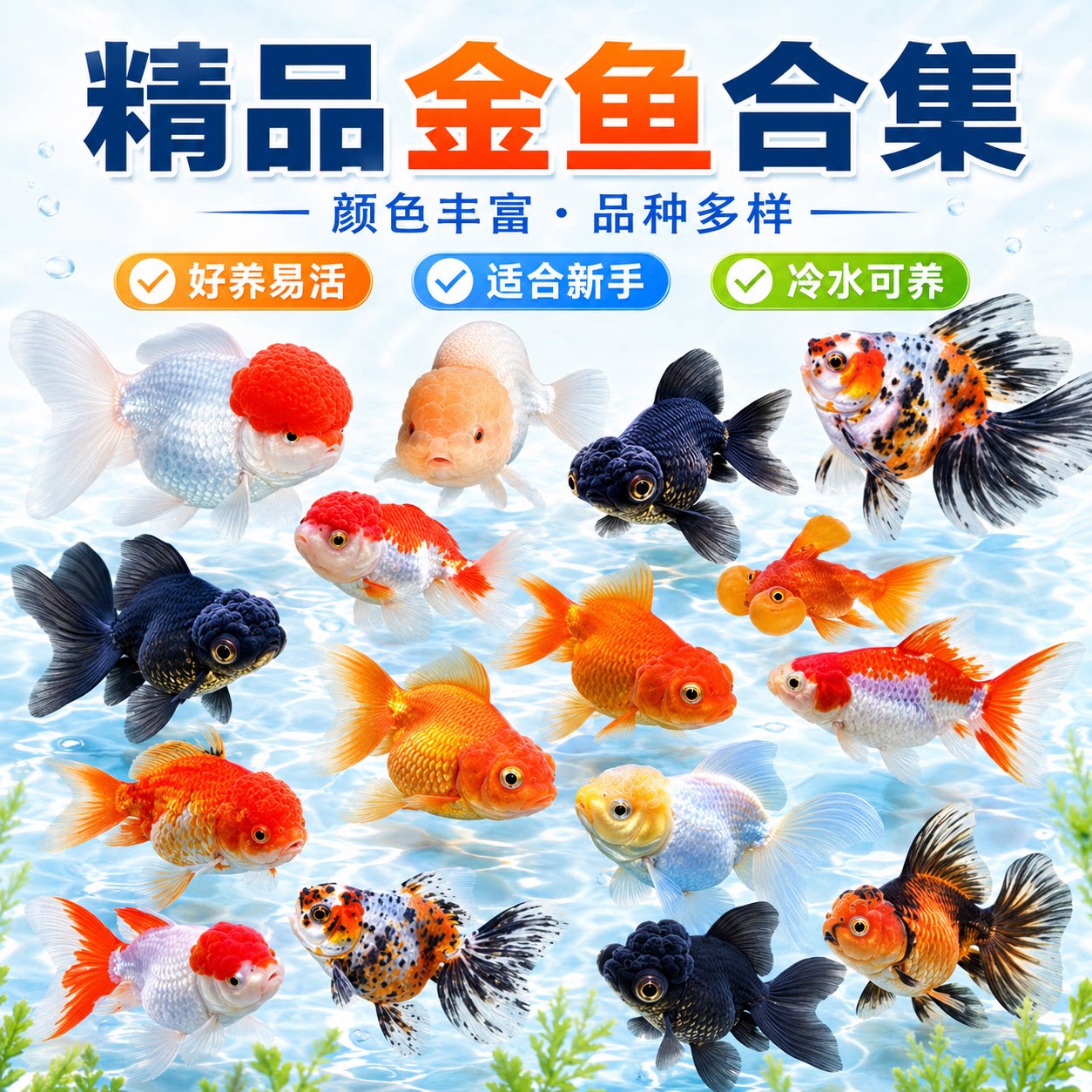 金鱼活鱼冷水淡水鱼好养耐活鸿运当头鹤顶红国狮活体锦鲤观赏鱼苗图片