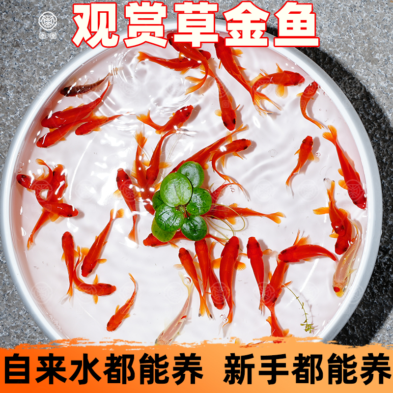 草金鱼淡水鱼观赏鱼耐活鱼冷水鱼宠物活体鱼苗小型练手鱼可以混养