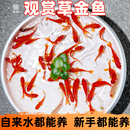 草金鱼淡水鱼观赏鱼耐活鱼冷水鱼宠物活体鱼苗小型练手鱼可以混养