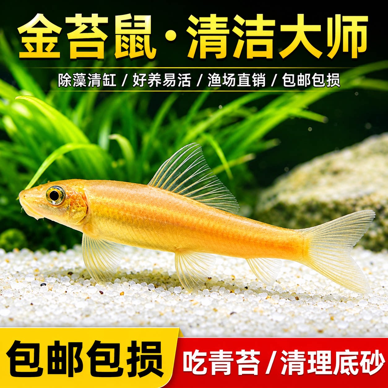 西洲曲观赏鱼小型热带斑马鱼图片