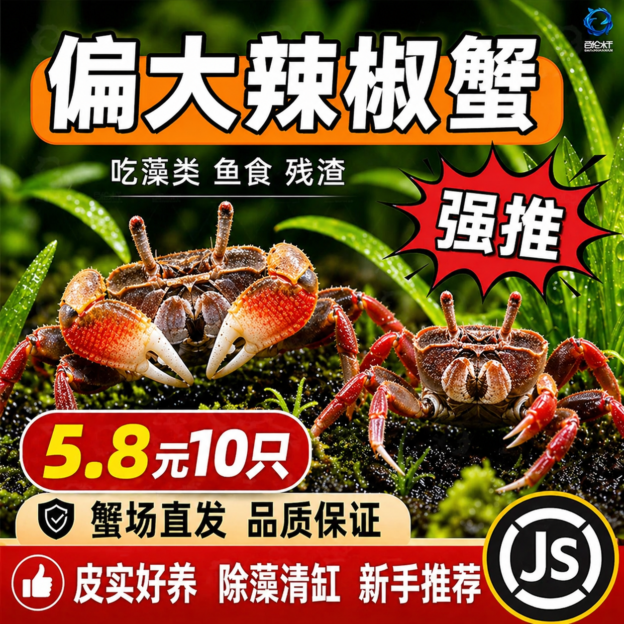 迷你辣椒蟹水族爬宠微景观淡水观赏蟹可深水鱼缸除藻清洁工易养活