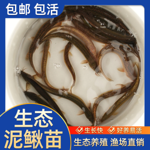 泥鳅苗观赏鱼鱼缸养鱼活鱼饵料活饵养殖青鳅筏钓淡水乌龟龙鱼饲料