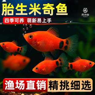 米奇鱼胎生鱼月光活体鱼热带淡水鱼直接下小鱼好养耐活新手宠物鱼