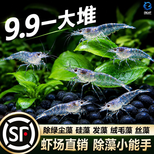 顺丰黑壳虾除藻草清洁除藻工具超大观赏米虾宠物活饲料淡水族造景