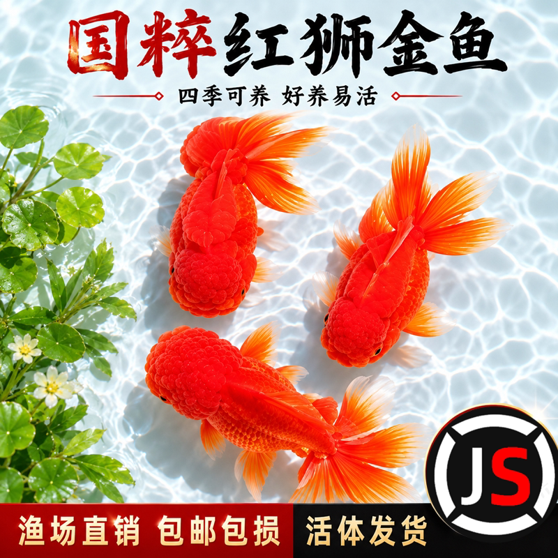 红狮金鱼国师鱼冷水鱼小金鱼活鱼淡水锦鲤观赏鱼好养耐活鱼不加温